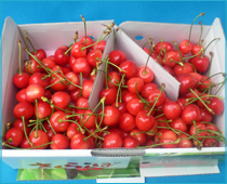 紅秀峰贈答用 特秀 バラ詰め1kg