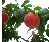 果樹専業農家が作る産地直送の福島の桃