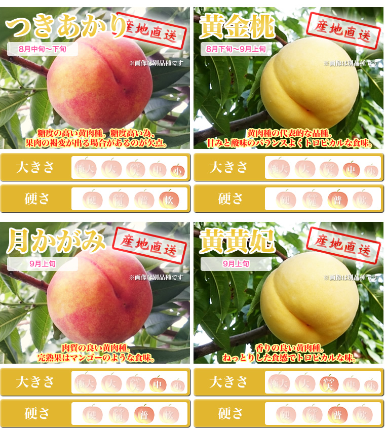 黄色い桃（黄肉種） 福島の桃を産地直送【わたなべ果樹園】